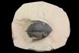 Bargain, Metacanthina Trilobite - Lghaft, Morocco #137707-1